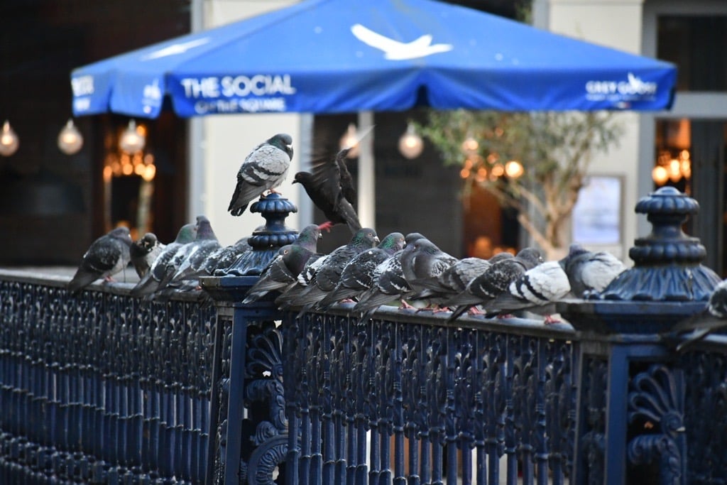 The day before lockdown Glasgow City centre was empty only pigeons being social